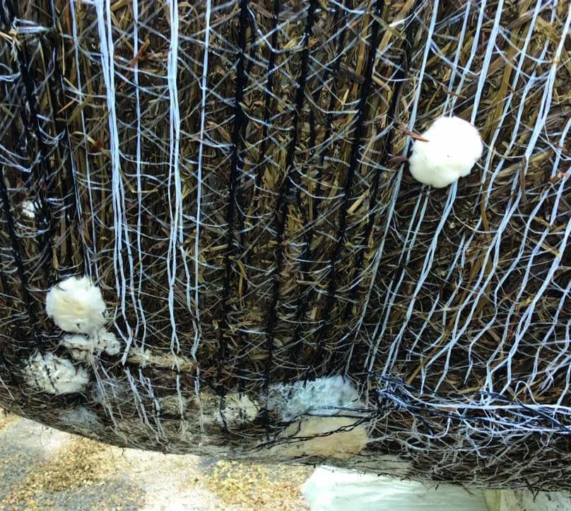 Byssochlamys nivea