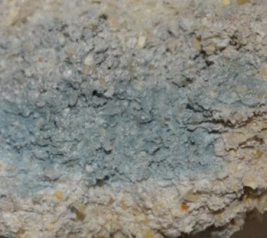Aspergillus fumigatus