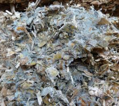 Penicillium roqueforti